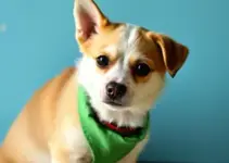 adoção de pets
