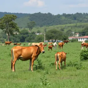 monitoramento de zoonoses