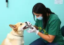 Dia D da Multivacinação