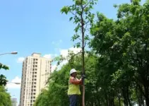 Horto Florestal Cuiabá