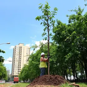 Horto Florestal Cuiabá