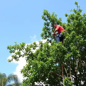 poda e remoção de árvores