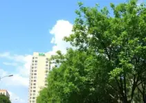 arborização urbana