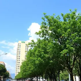 arborização urbana
