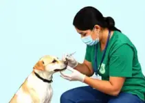 vacinação antirrábica