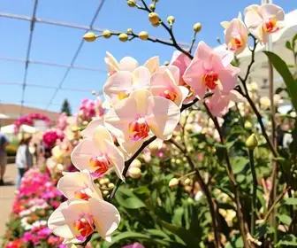 Festival de Orquídeas e Rosas do Deserto